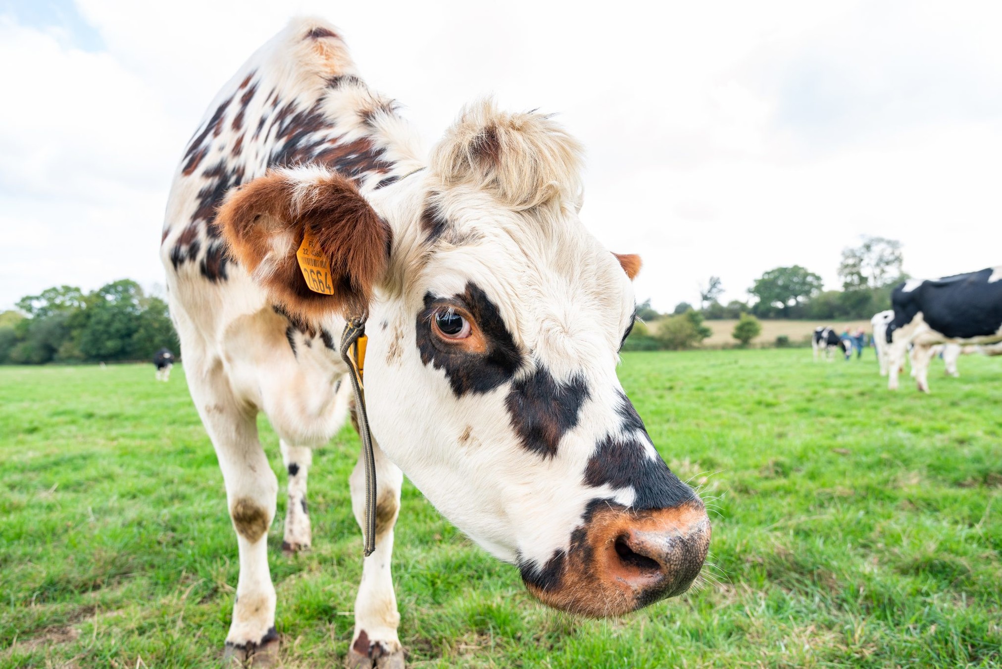 CS Lait Certificat de spécialisation pour la Conduite de lélevage